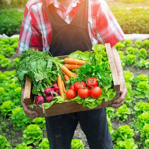 Trái cây miệt vườn đặc sản